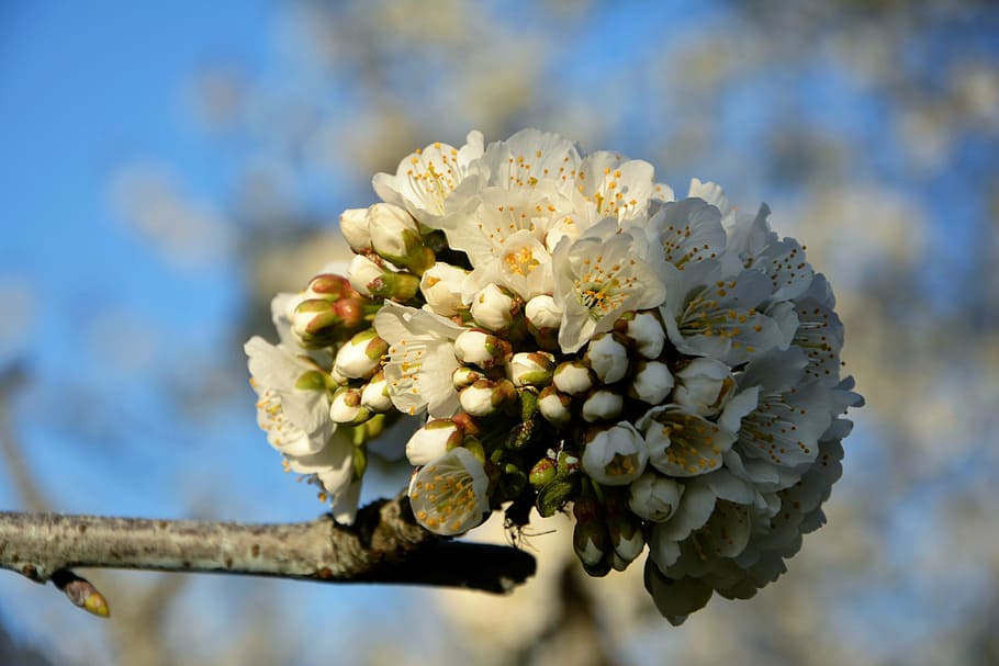 cherry, flower, sprig, spring, nature, spring flowers, garden HD wallpaper