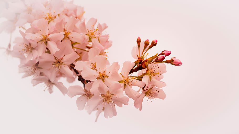 pink cherry blossom, pink petaled flowers, bloom, blooming, bud HD wallpaper