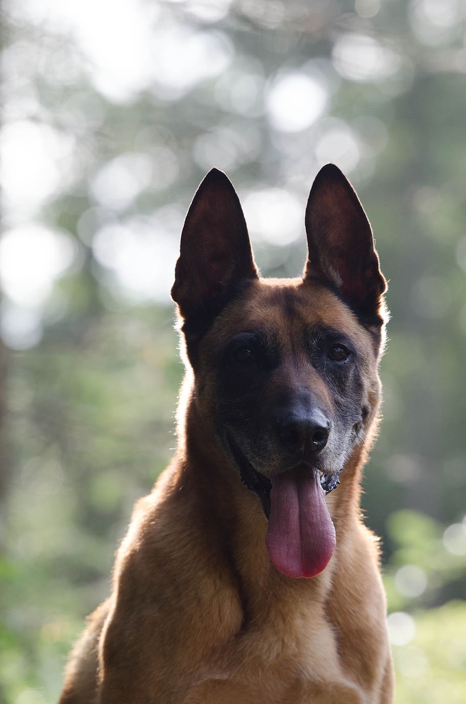 malinois, portrait, pretty, backlighting, one animal, dog, canine HD wallpaper