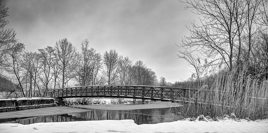 bridge near trees and body of water, winter, cold, frost, snow