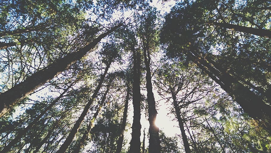 Forest, Trees, Woods, sky, low angle view, nature, day, no people HD wallpaper