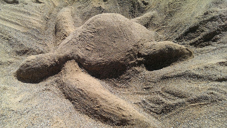 turtle, sand, sand sculptures, beach, land, nature, day, no people HD wallpaper