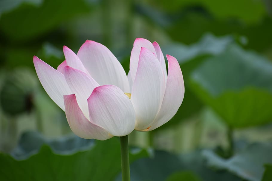 lotus, flower, nature, plant, water, bloom, blossom, lotus flower, HD wallpaper