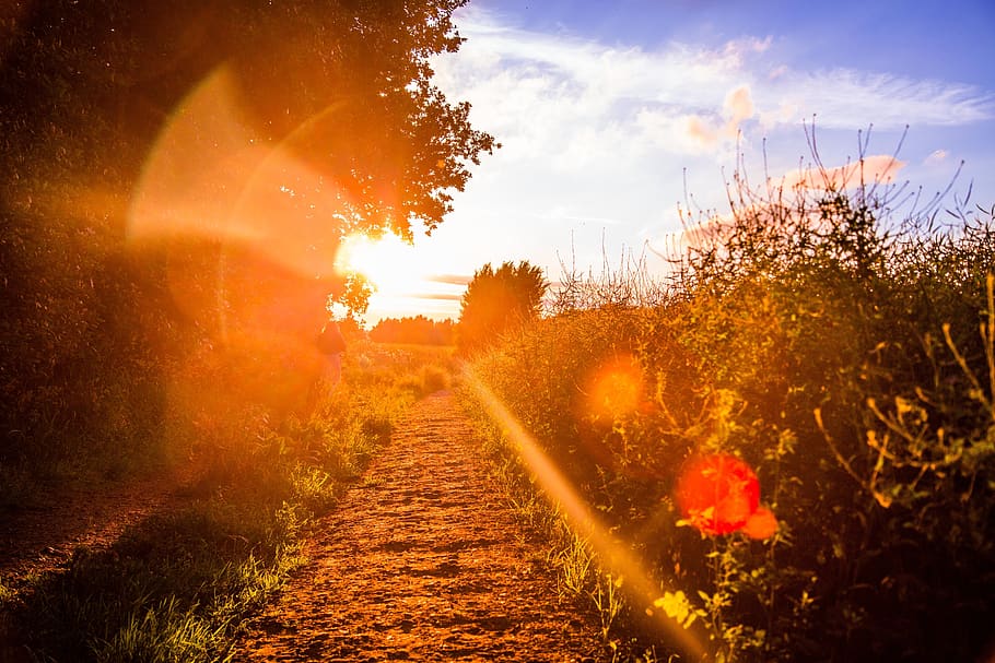 trees, plants, grass, road, path, nature, sunshine, sunlight HD wallpaper