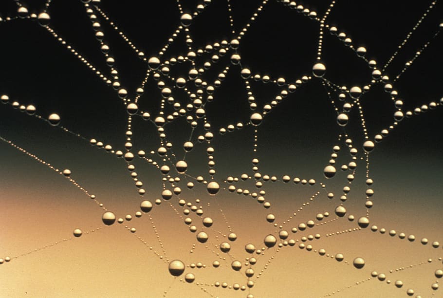 cobweb with dew, spider web, dew drops, droplets, water, nature HD wallpaper
