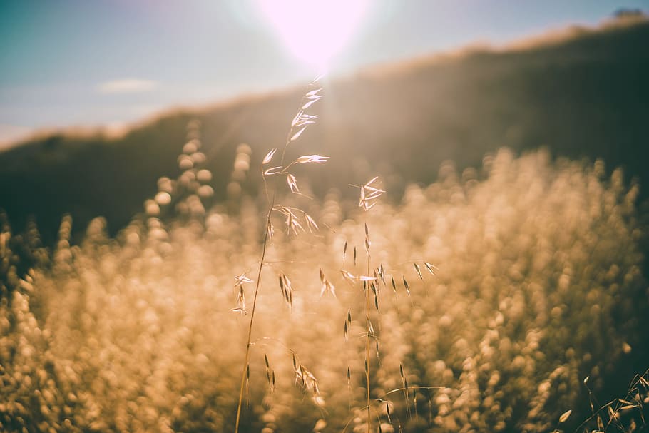 macro shot photography of grass, sun rays, sunlight, plants HD wallpaper