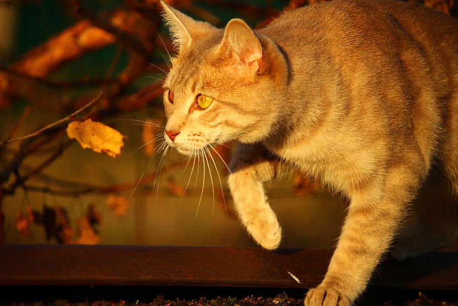 cat, autumn, evening light, fall foliage, mieze, leaves, kitten HD wallpaper