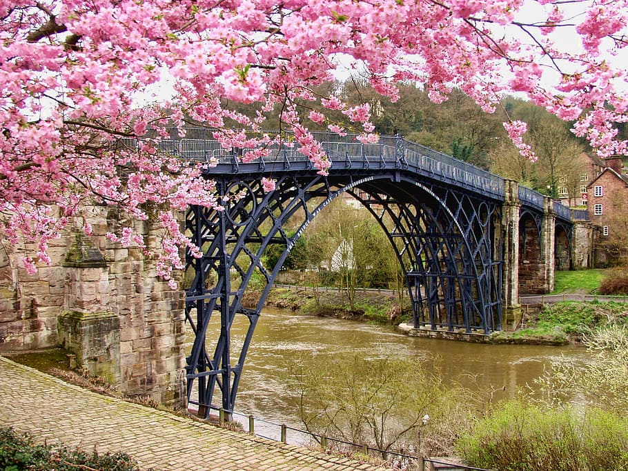 cherry blossom tree over black bridge, Ironbridge, Historic, Landmark, HD wallpaper