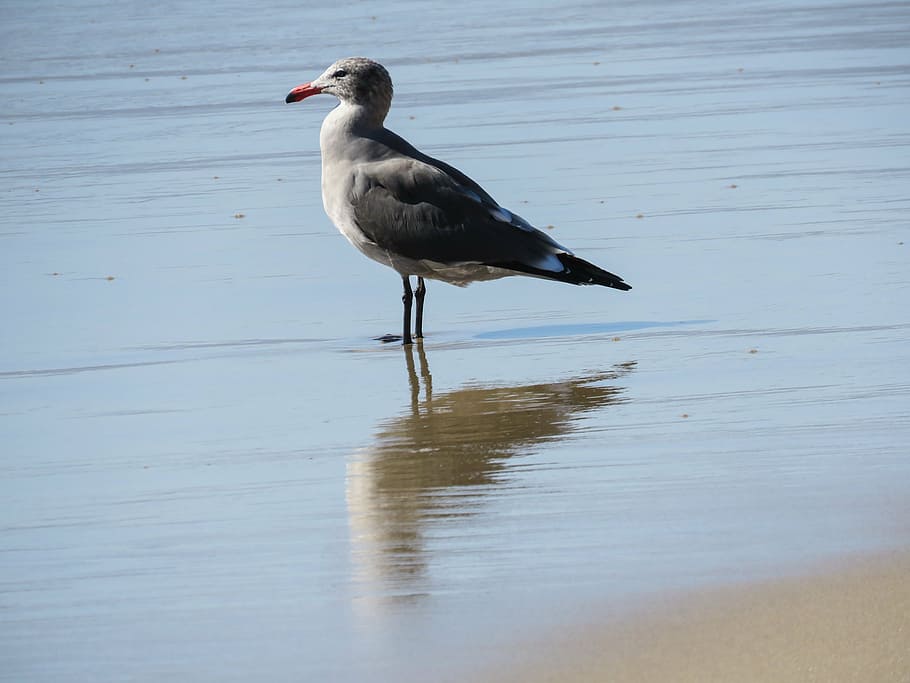 seagull, beach, ocean, bird, nature, wildlife, animal, water HD wallpaper