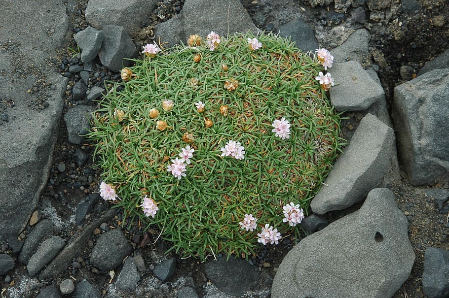 Iceland, Flower, Volcano, Force, Nature, plant, lava stone HD wallpaper