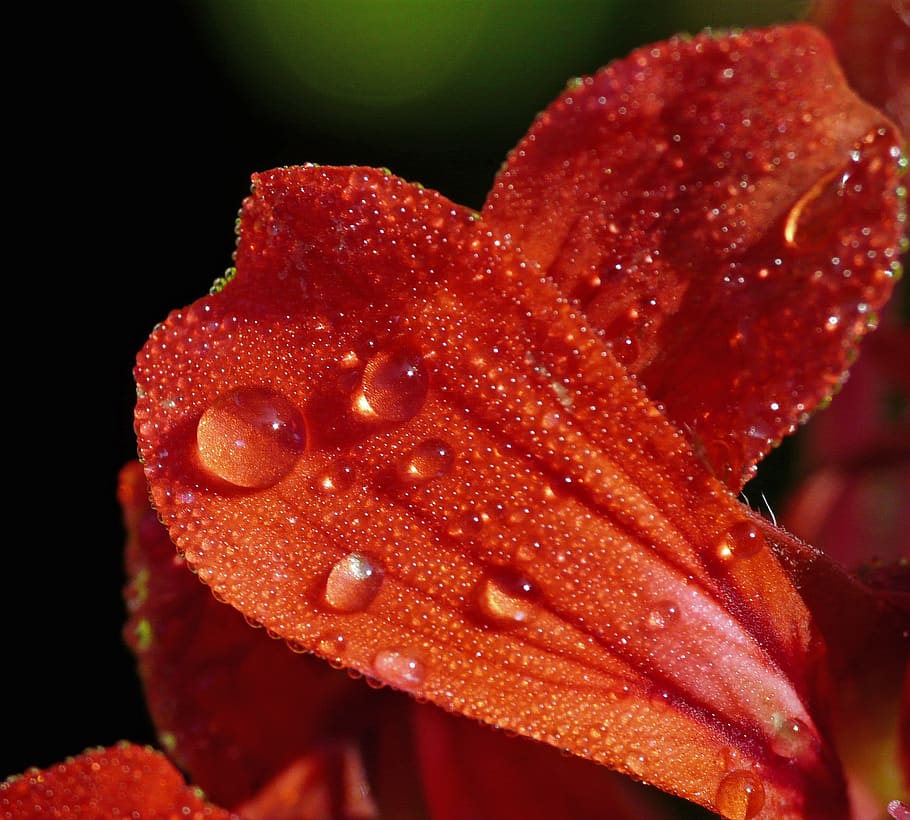 macro, flower, close up, close-up, red, water, animal, no people HD wallpaper