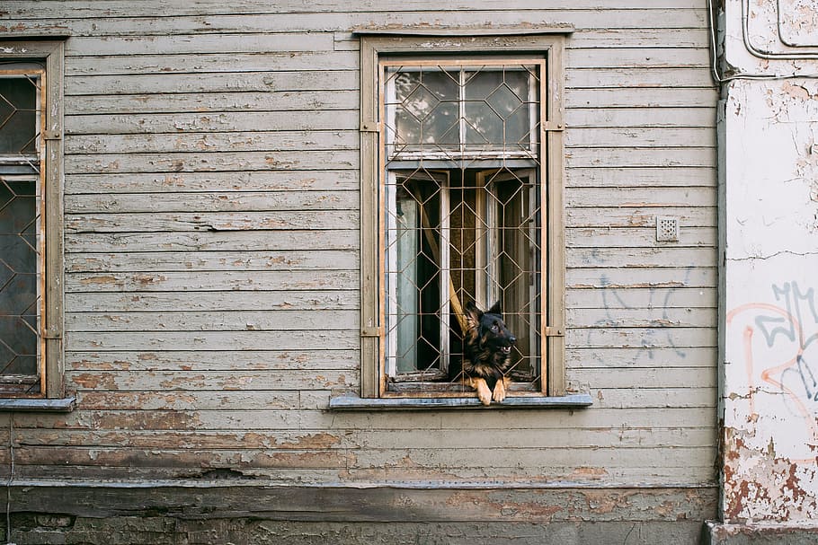 Dog in the window, animals, old, house, building Exterior, architecture And Buildings HD wallpaper