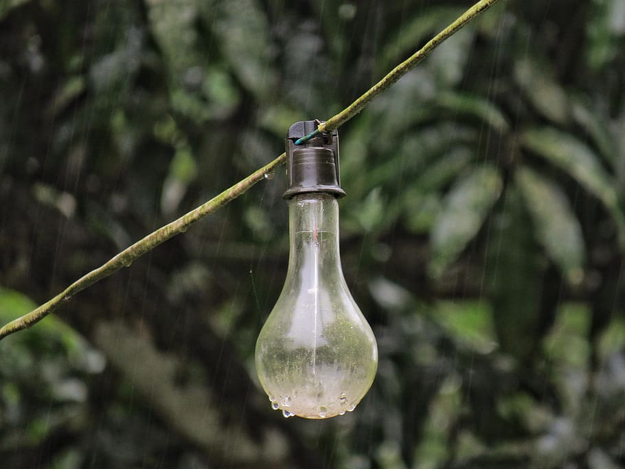 bulb, light, rain, water, hanging, nature, tree, leaf, outdoors HD wallpaper