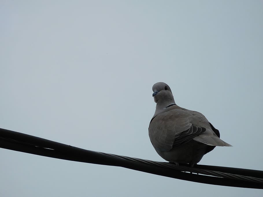 Dove, Bird, Pigeon, eurasion collared dove, animal wildlife, HD wallpaper