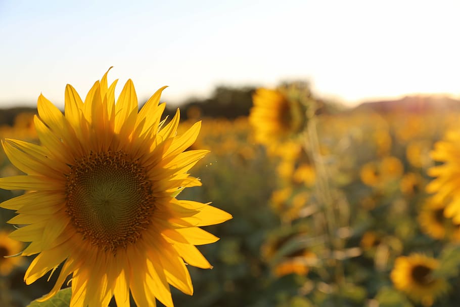 sunflower, provence, light, yellow, flowering plant, growth HD wallpaper