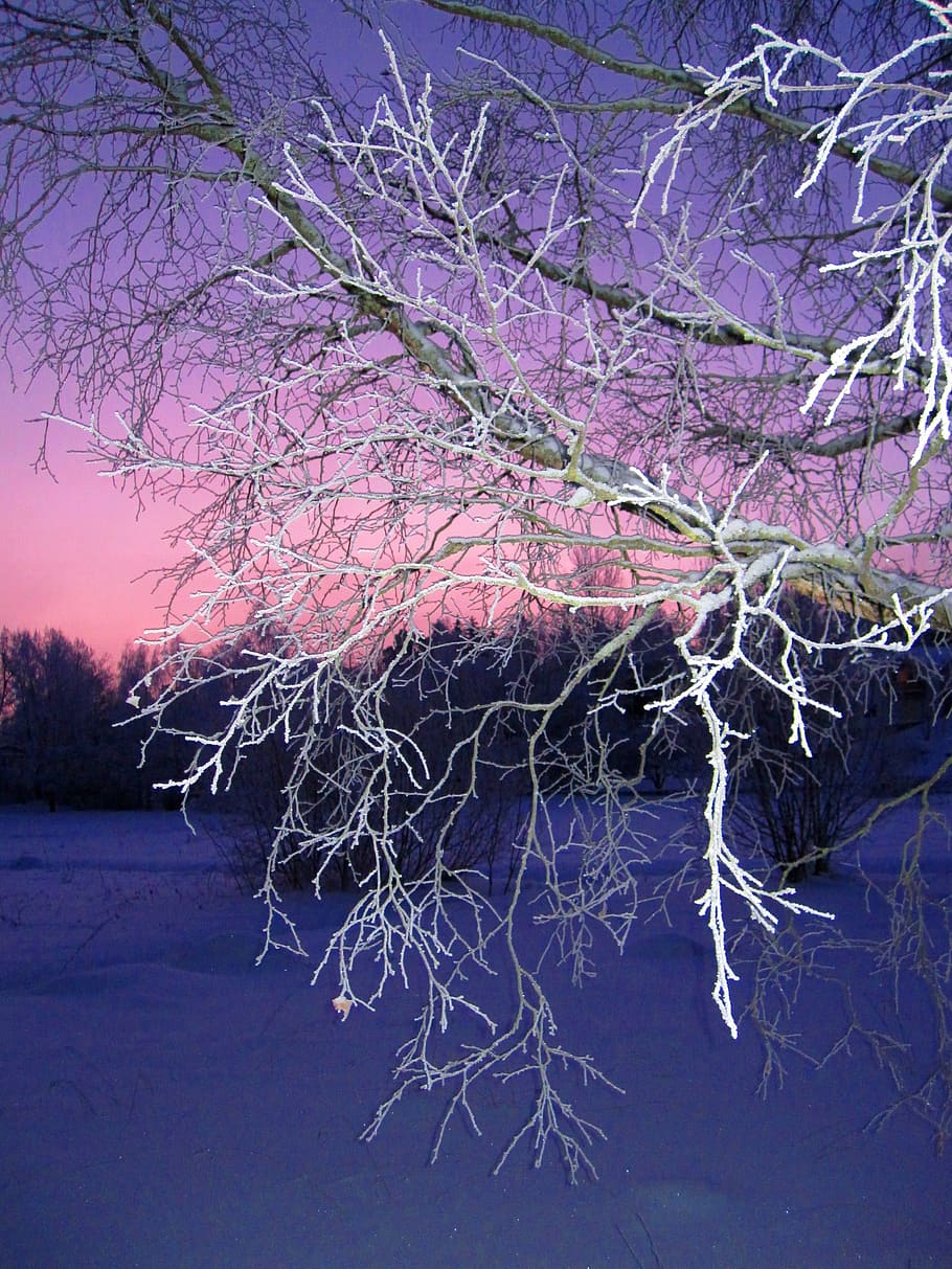 winter, branch, tree, evening, plant, beauty in nature, growth HD wallpaper