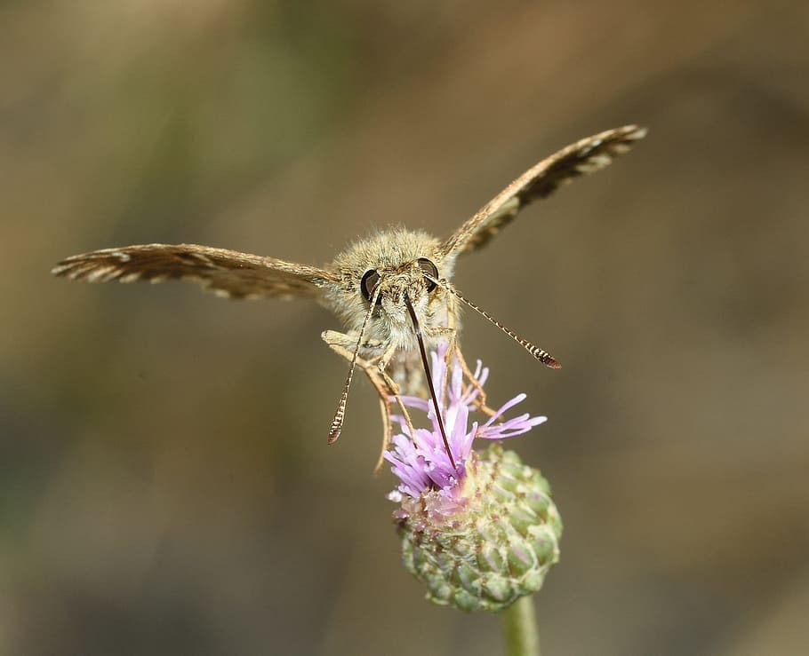 insects, butterfly, moth, macro, flower, one animal, flowering plant HD wallpaper