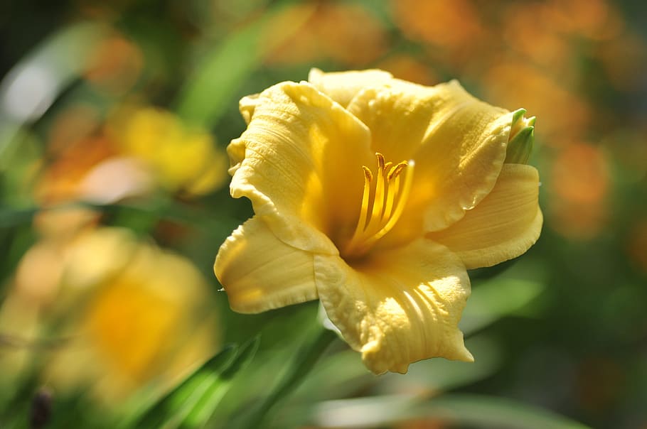 daylily, blossom, bloom, yellow, hemerocallis, hybrid, stella de oro, HD wallpaper