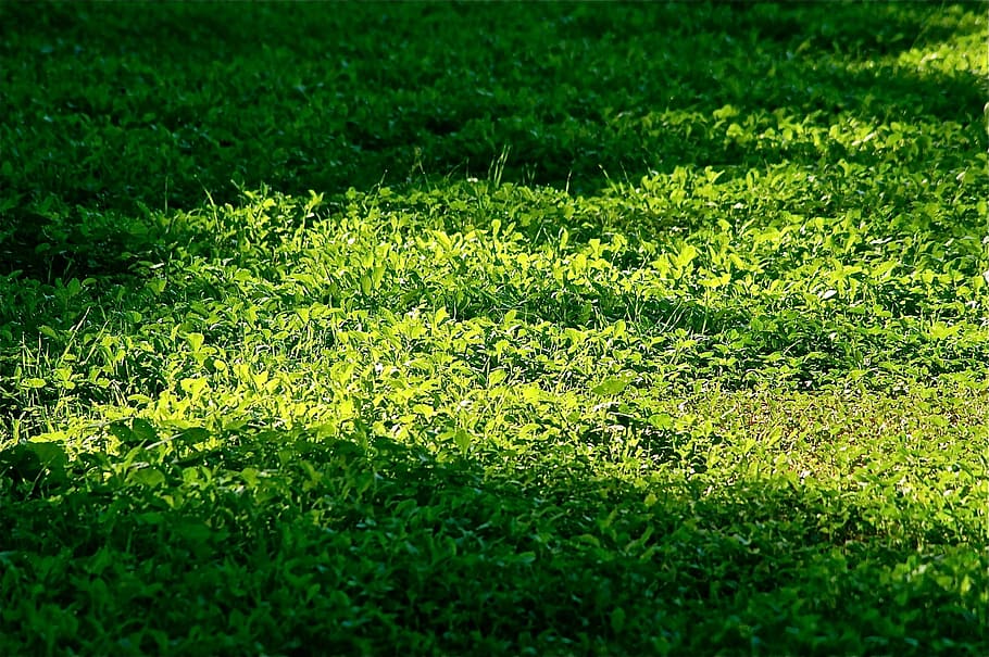 Leaves, Green, Green, Vegetable, Tree, Grass, backwards, texture HD wallpaper