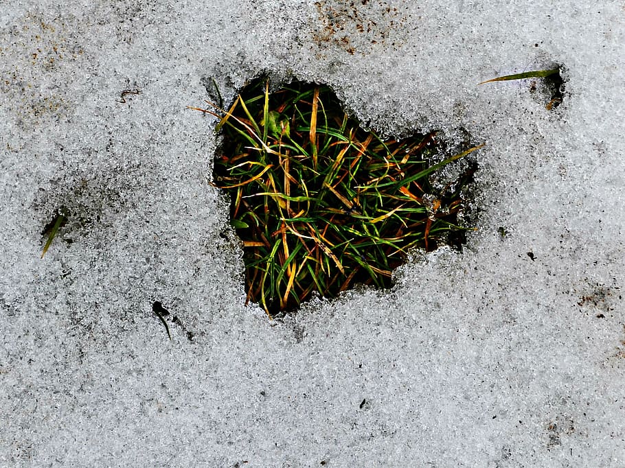 winter, snow, grass, high angle view, nature, no people, plant HD wallpaper