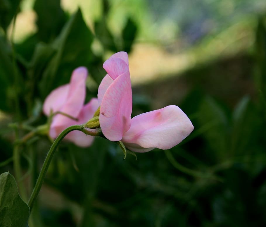 sweet pea, flower, stalk, pretty, pink, dainty, delicate, garden, HD wallpaper