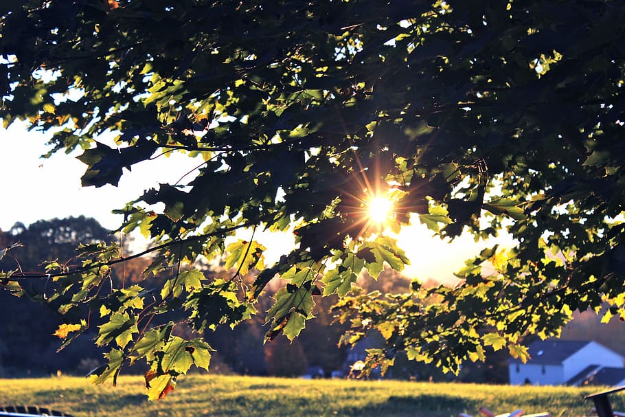 green leafed tree during daytime, leafed tree under white sky HD wallpaper