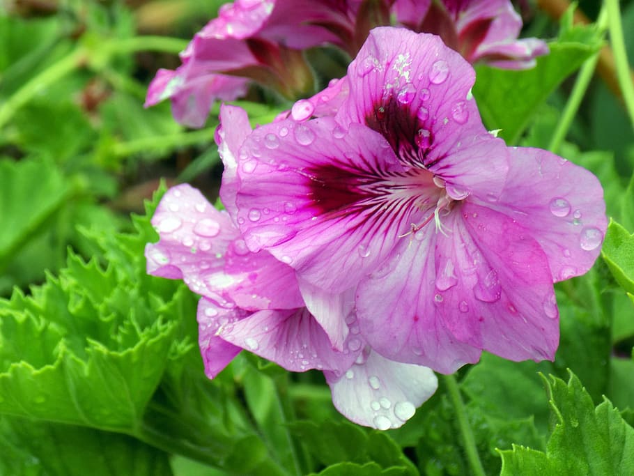 flower, rain, nature, flowering plant, drop, water, fragility HD wallpaper