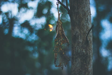 withered leaves on tree close-up photographyt, shallow focus photography of brown dried leaf hanged on tree during daytime HD wallpaper