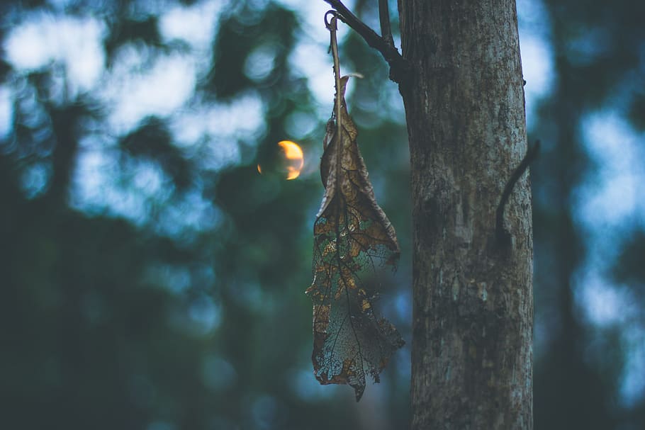 withered leaves on tree close-up photographyt, shallow focus photography of brown dried leaf hanged on tree during daytime