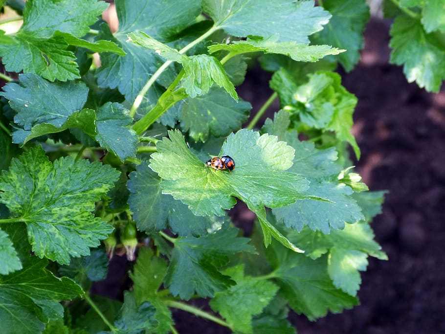 Ladybug, Pairing, Beetle, Nature, Spring, one animal, leaf HD wallpaper
