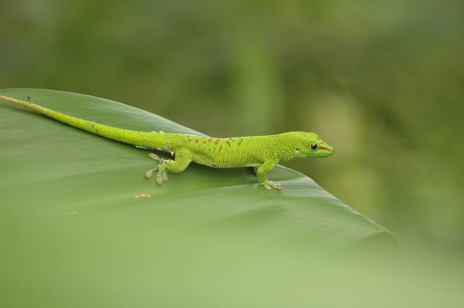 salamander, amphibians, leaf, green, wildlife photography, zoo, HD wallpaper