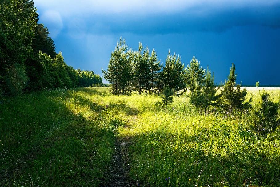 landscape photography of dirt pathway between grass, forest HD wallpaper
