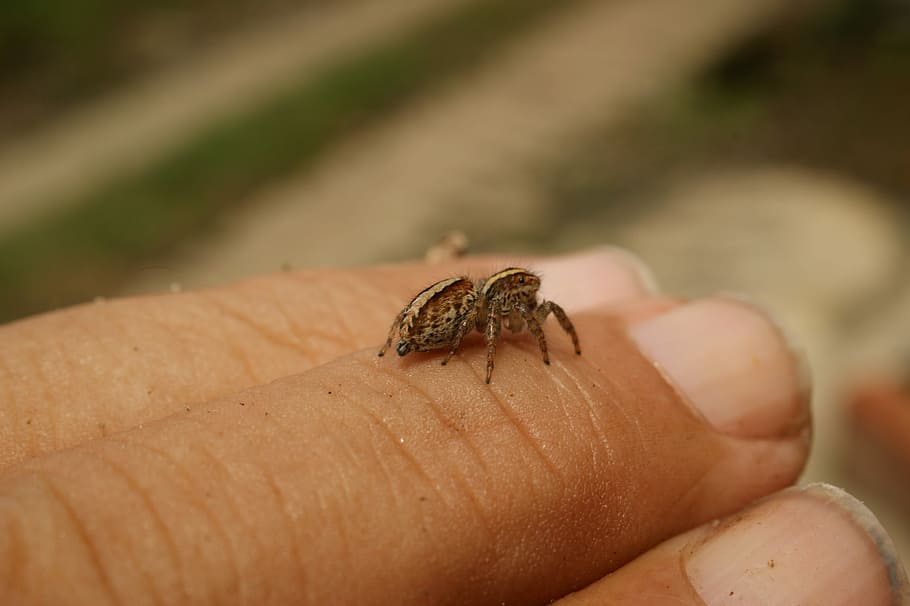 Nature, Insects, Spider, Fly, the, virginia, quindio, colombia HD wallpaper