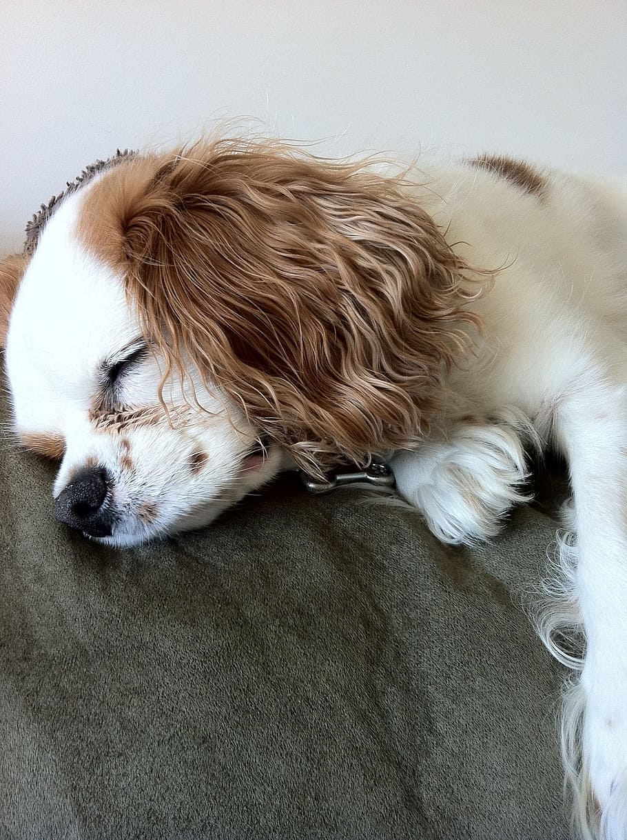 tan and white Cavalier King Charles Spaniel, dog sleeping, pet, HD wallpaper