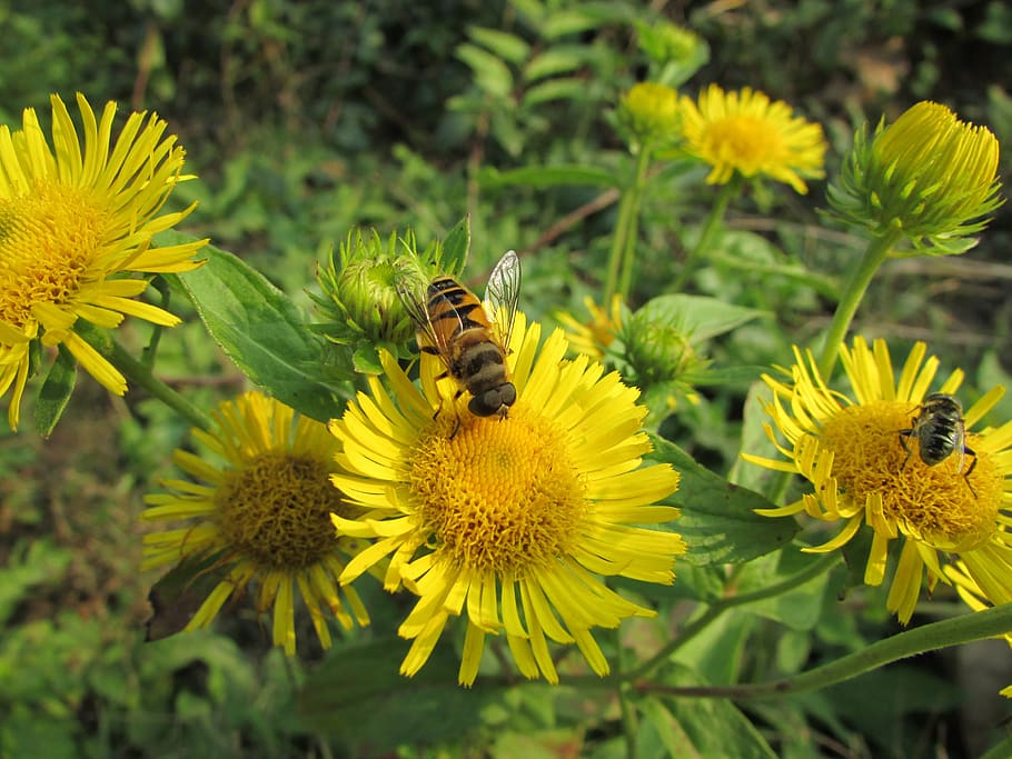bee, flowers, yellow, flowering plant, invertebrate, insect HD wallpaper
