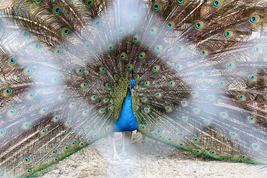 Peacock, Feathers, Zoo, Bird, Animal, nature, male, blue, green, HD wallpaper