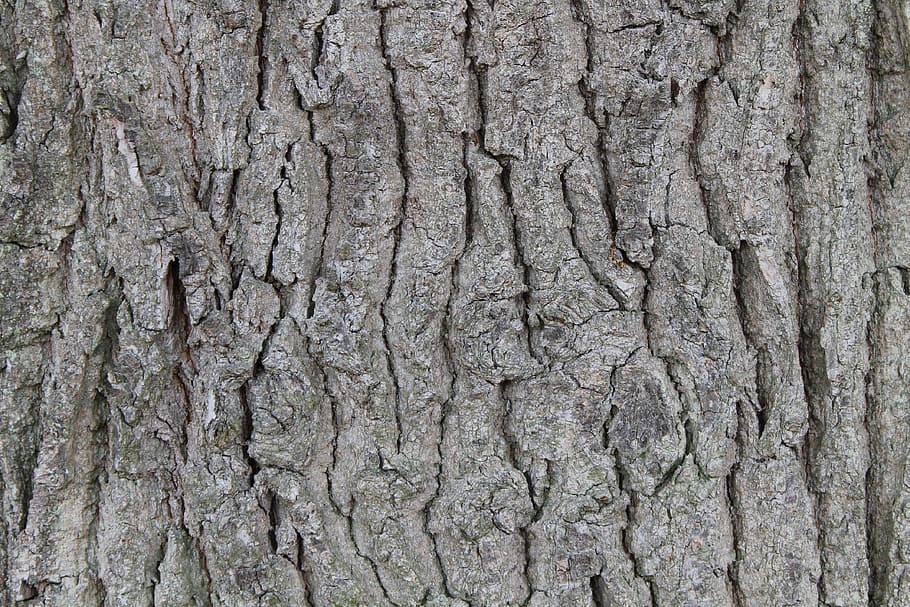 Bark, Tree, Brown, Log, Nature, Forest, structure, textured HD wallpaper