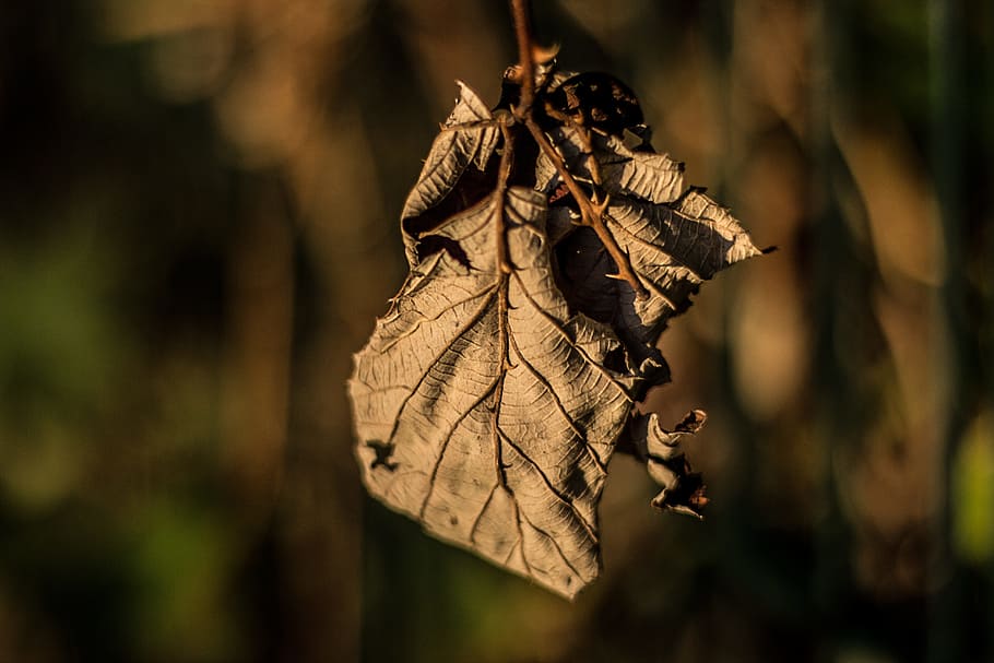 Leaf, Dry, Sunlight, Branch, Tree, fall foliage, brown, tree leaf HD wallpaper