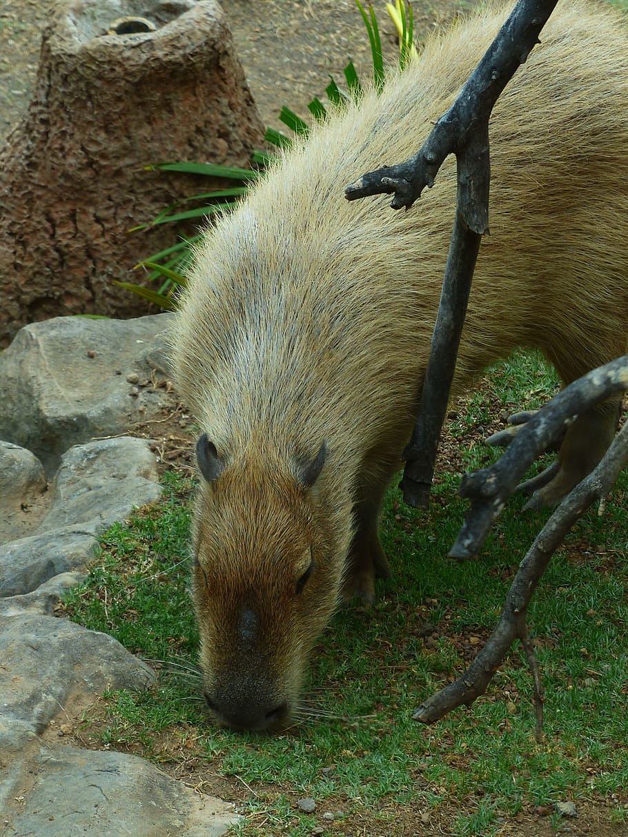 Capybara, Animal, hydrochoerus hydrochaeris, mammal, rodent, fur, HD wallpaper