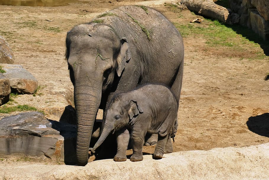 two black elephants on brown ground, elephant with boy, zoo, baby elephant