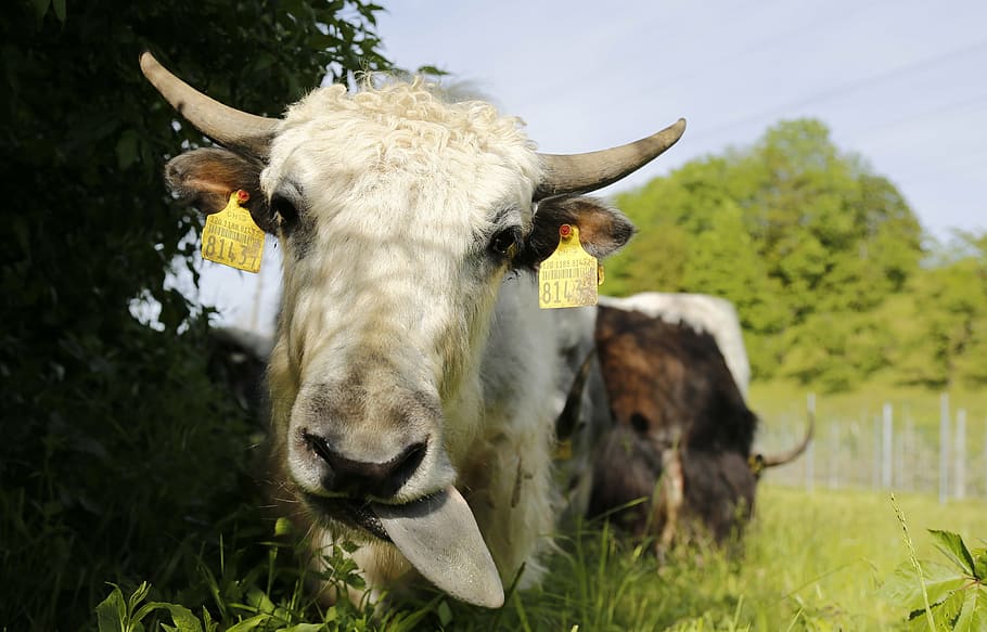 yak, calf, beef, cattle, agriculture, switzerland, meadow, ruminant HD wallpaper