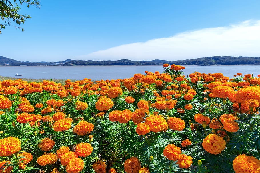 bed of orange petaled flowers, korea, incheon, ganghwado, salts your health