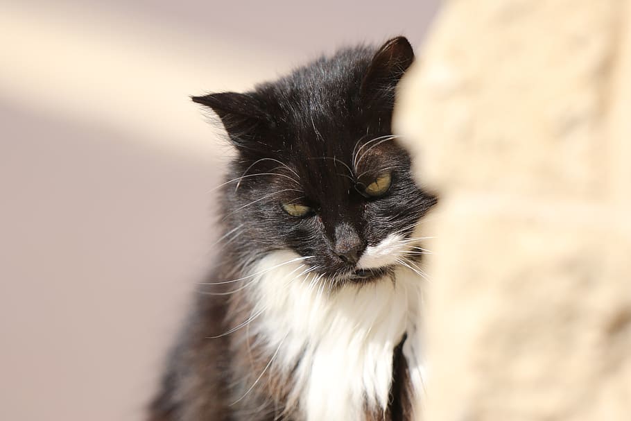 animals, cat, portrait, closeup, expression, thought, animal themes HD wallpaper
