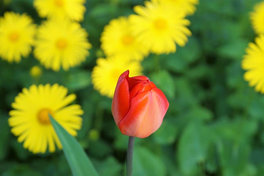 tulip, flower, red, spring, flowers, spring flowers, yellow flowers HD wallpaper