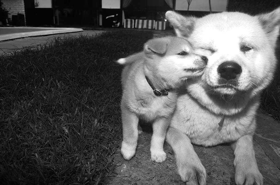 Dogs, Akita Inu, Pope, Animals, Family, love, in black and white HD wallpaper