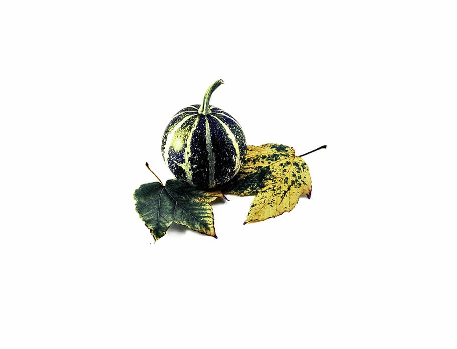 pumpkin, leaves, maple, autumn, fall, seasonal, decoration HD wallpaper