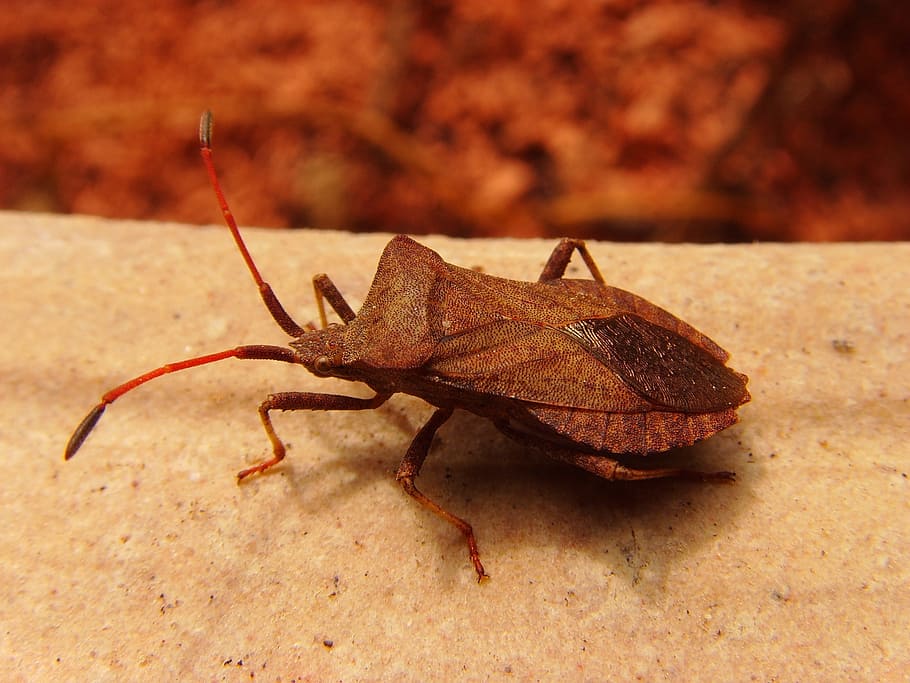 Leaf Bug, Insect, Meadow, Animal, beetle, insect photo, nature HD wallpaper