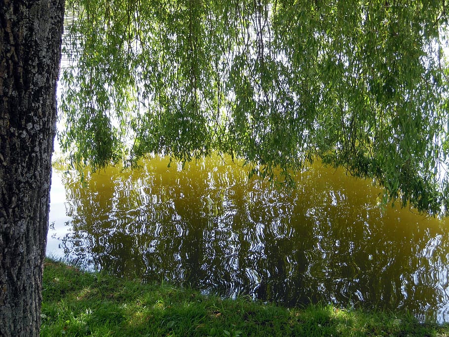 Weeping Willow, Willow, Water, Mirroring, reflection, tree HD wallpaper