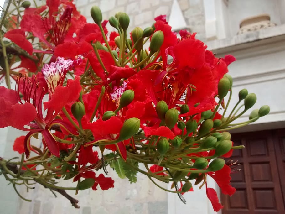 flamboyán, flower, red flower, delonix regia, flowering plant, HD wallpaper