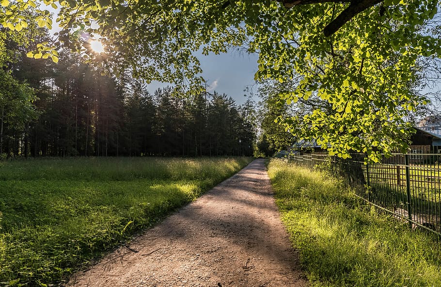 Macro, Beautiful, Grass, Sun, Stroll, mood, otlichnyiy, russia HD wallpaper